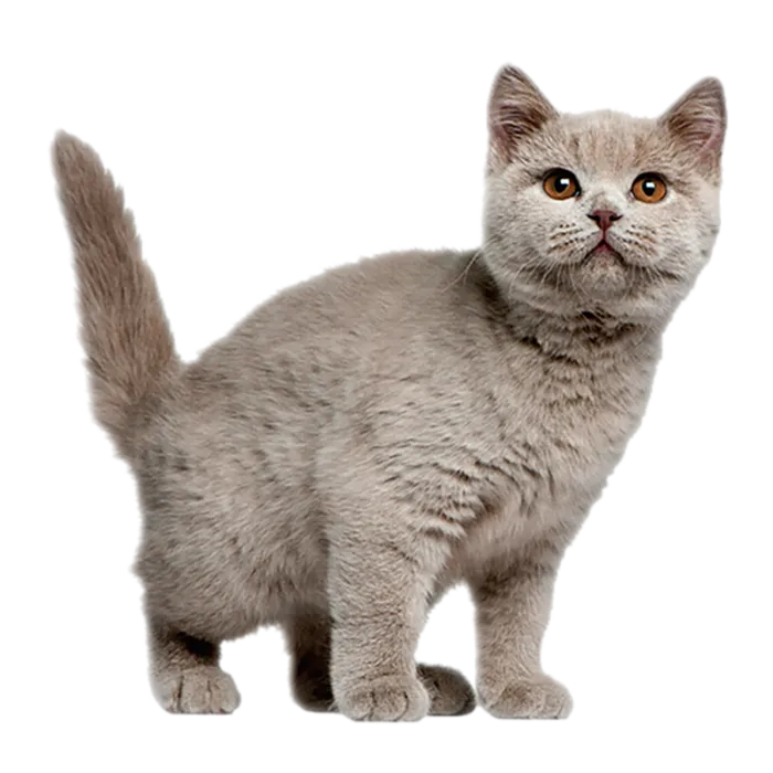 猫咪蓝猫动物