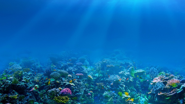 海 鱼 水下 蓝色的鱼锦鲤鱼 动物 鱼 游泳 水下 水 一群