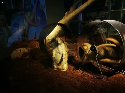 土拔鼠之家图片