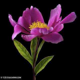 超高清唯美紫色鲜花图片