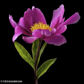 超高清唯美紫色鲜花图片 超高清唯美紫色鲜花图片