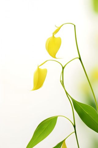 花朵黄色简约背景