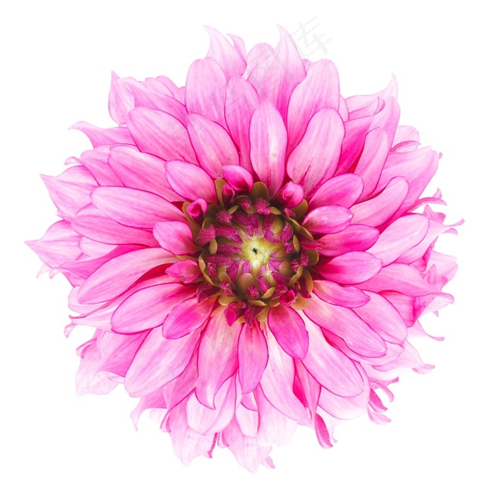 盛开的花朵植物高清图