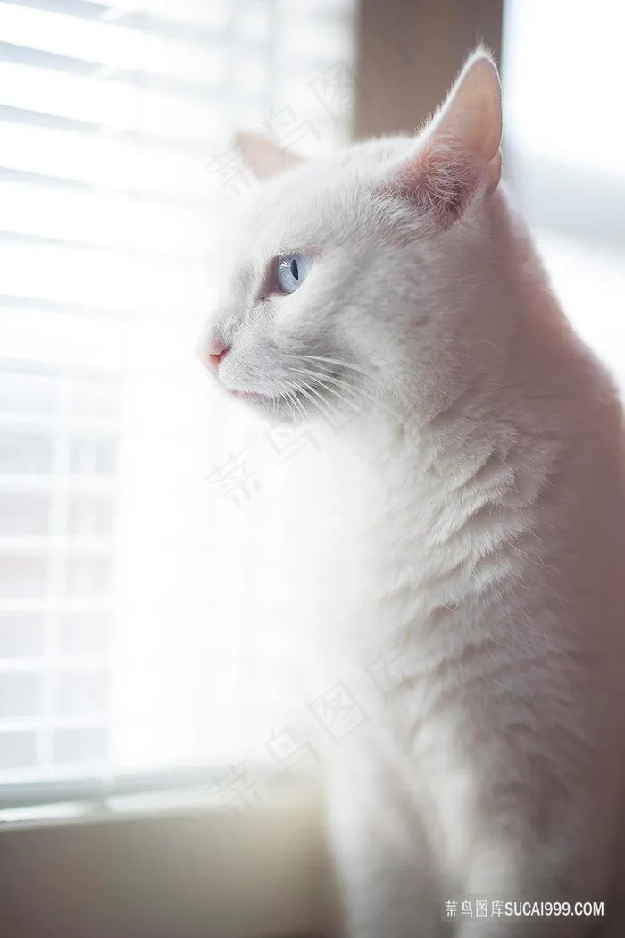 白色猫咪看窗外户外图片