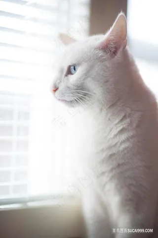白色猫咪看窗外户外图片