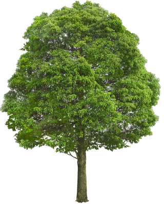 高清树木素材 免抠PSD植物素材 美术绘画园林贴图 树草灌木花草