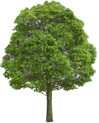 高清树木素材 免抠PSD植物素材 美术绘画园林贴图 树草灌木花草