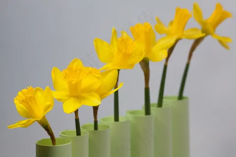 水仙花开花的图片