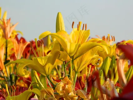 野生百合花丛图片 野生百合花丛图片