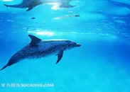 海洋生物水底的海豚