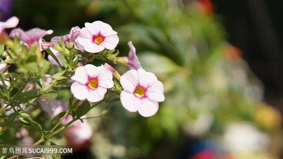 花卉市场舞春花 花卉市场舞春花
