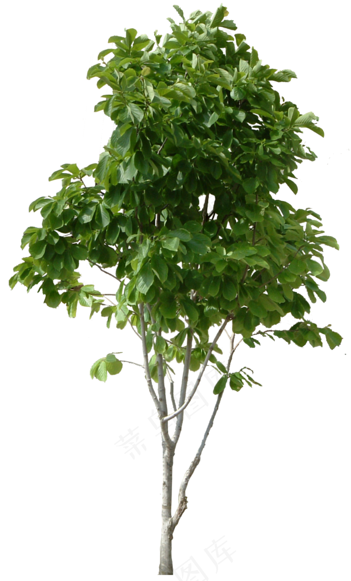 树木免扣图片 