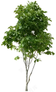 树木免扣图片 