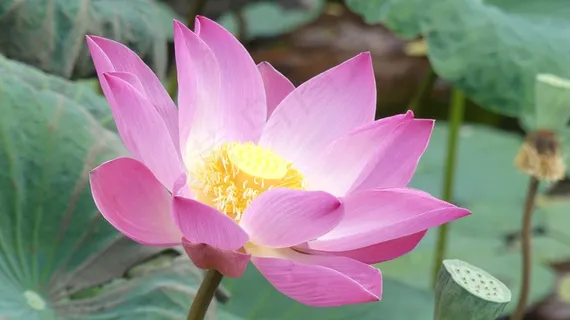 灿烂荷花绽放图片 灿烂荷花绽放图片