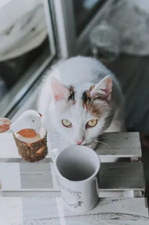 可爱猫咪猫猫摄影素材 可爱猫咪猫猫摄影素材