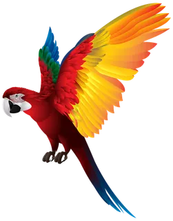金刚鹦鹉彩色