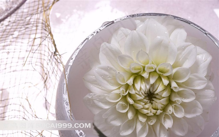 唯美白色菊花摄影素材