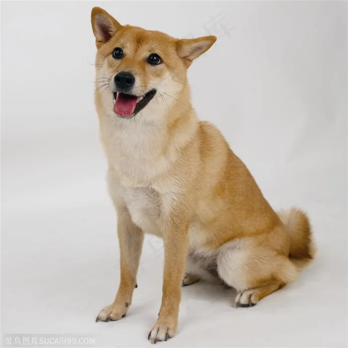 歪头的尖嘴犬中华田园犬