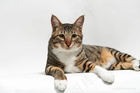 本土狸花猫猫咪图片