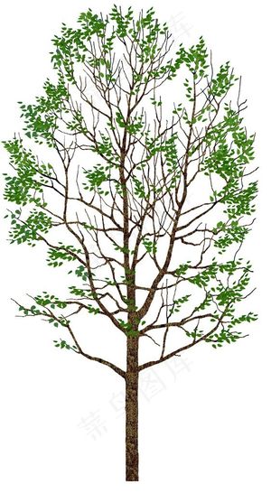树木矢量图片