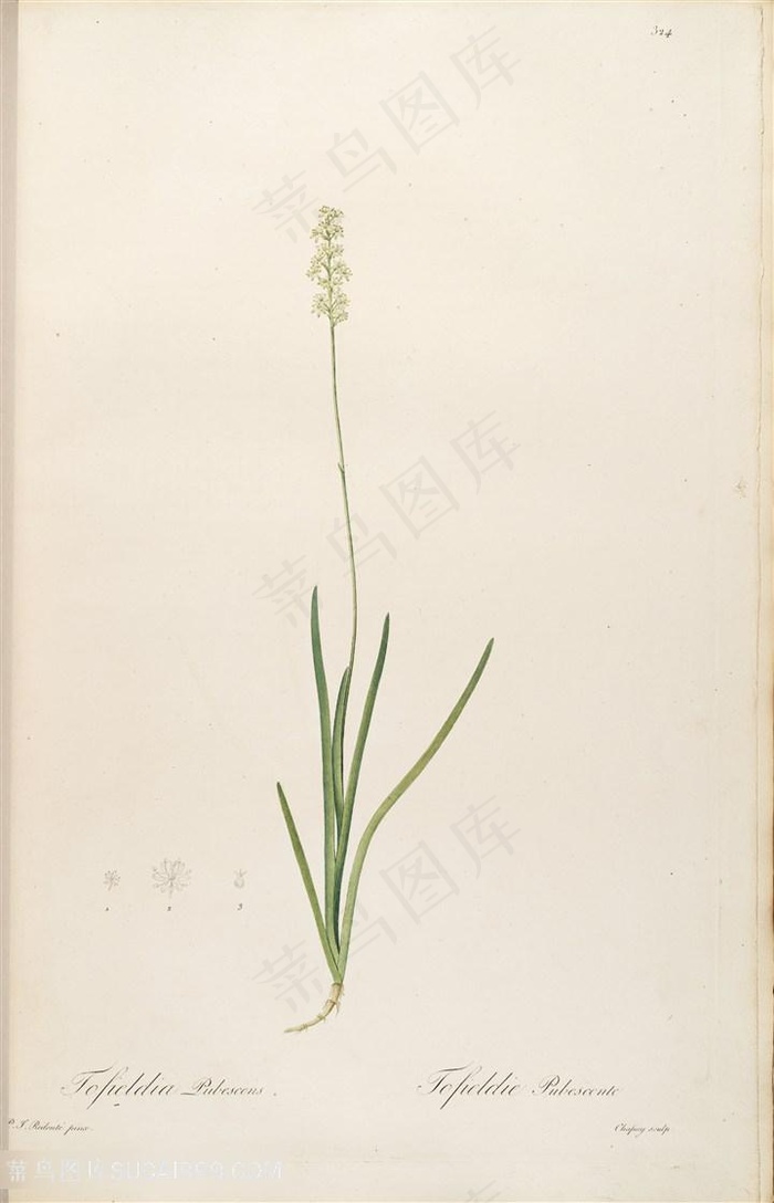 雷杜德原版高清复古植物花卉花草图谱