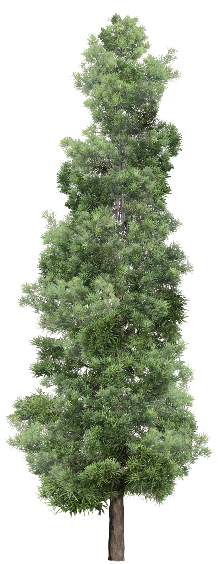 高清树木素材 免抠PSD植物素材 美术绘画园林贴图 树草灌木花草