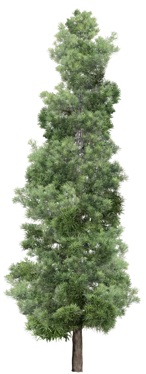 高清树木素材 免抠PSD植物素材 美术绘画园林贴图 树草灌木花草