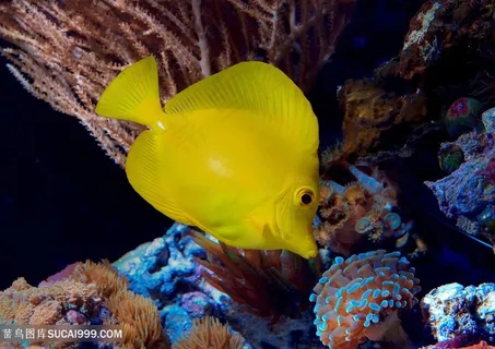 美丽的热带鱼特写高清图