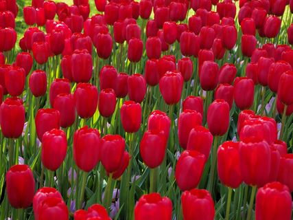荷兰红色郁金香图片