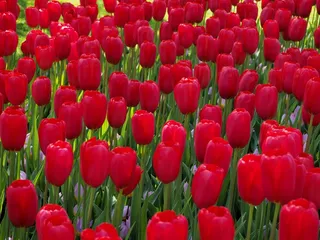 荷兰红色郁金香图片