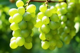 阳光下的青提葡萄架水果摄影图