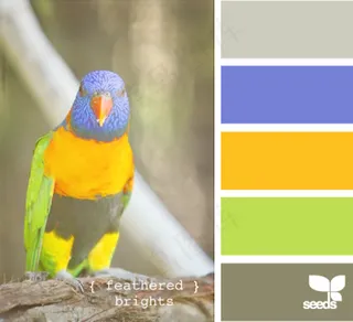 家禽鸟类配色色卡色彩搭配