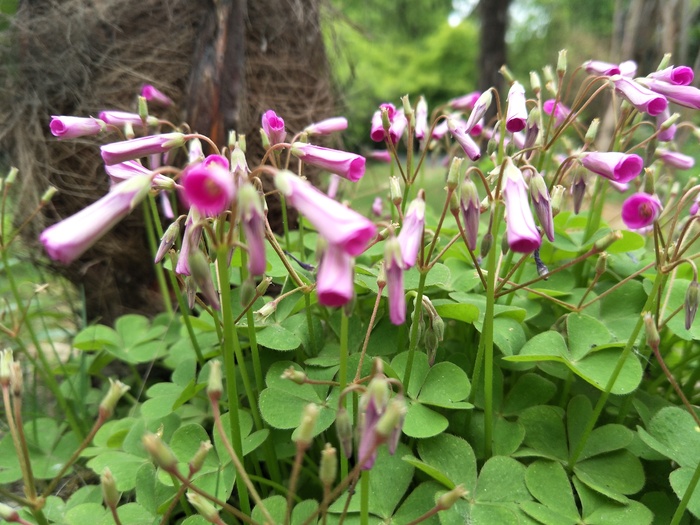 小小的花儿