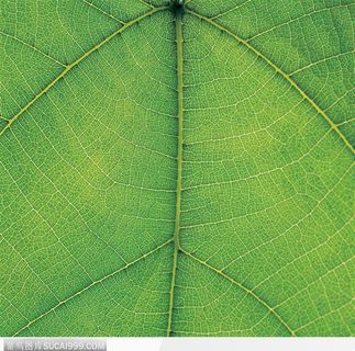 叶脉（绿叶）