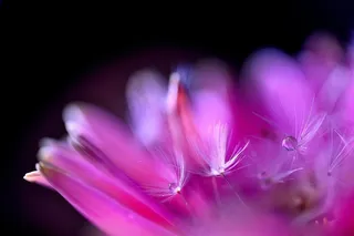 唯美高清粉色鲜花图片