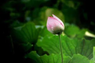 白洋淀荷花图片下载