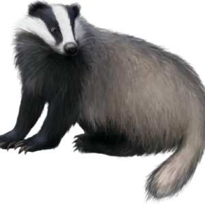 獾 PNG