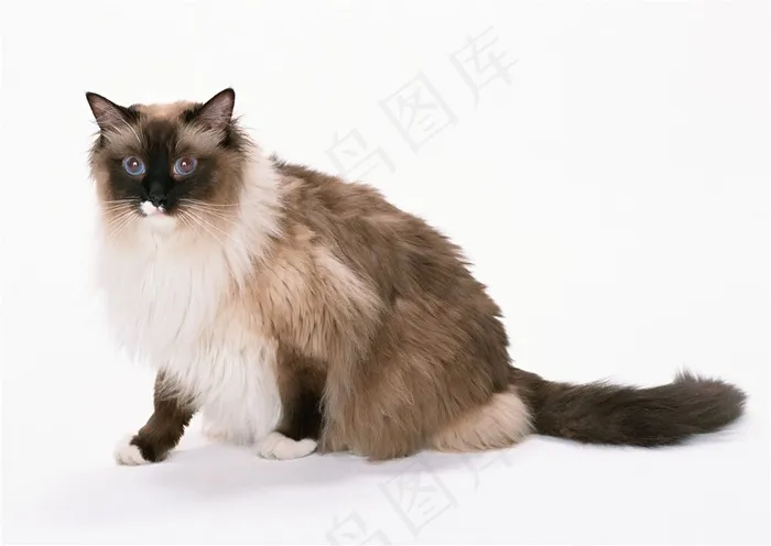 会撒娇的猫咪图片