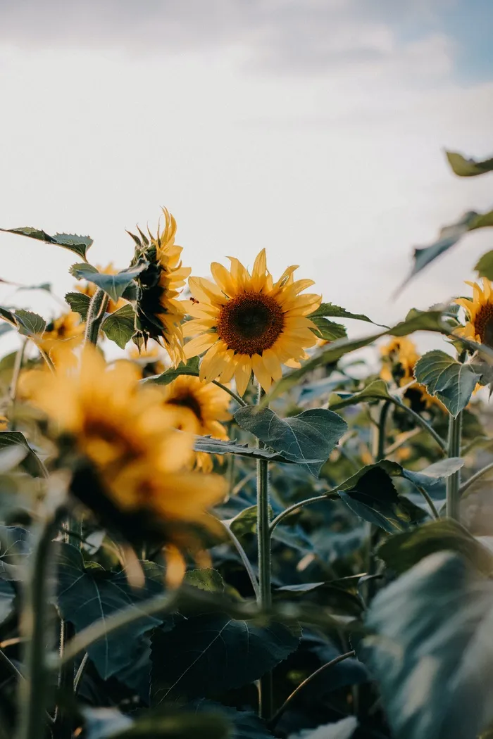 黄色向日葵摄影素材