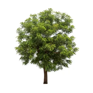 茂盛的大树高清图片