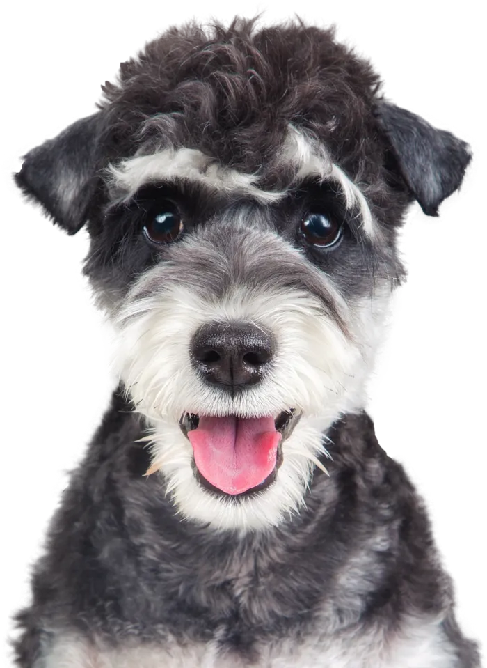 免扣素材实物狗狗摄影