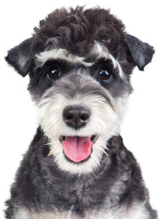 免扣素材实物狗狗摄影