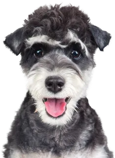 免扣素材实物狗狗摄影