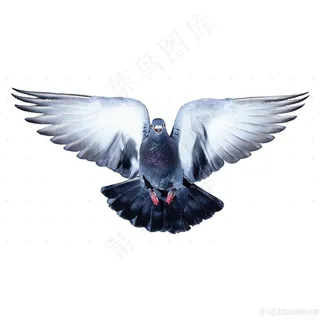 展开翅膀的鸽子免抠图片