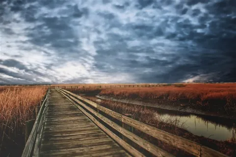 阴雨天草丛旁的木桥
