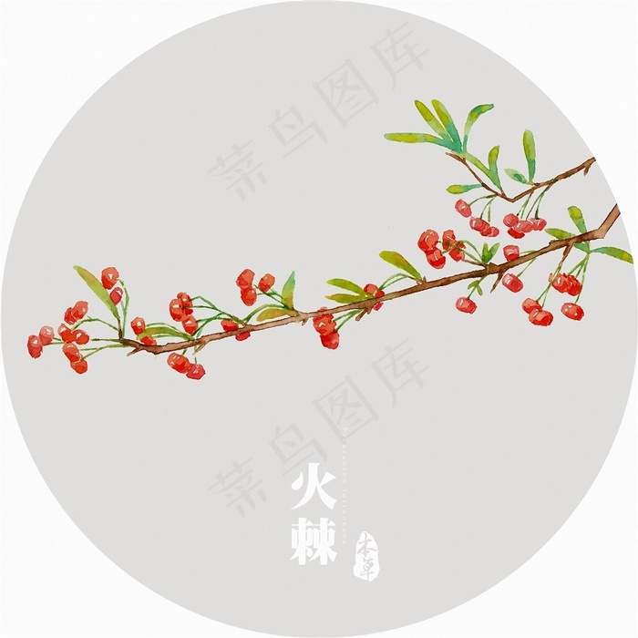 插画植物花火棘