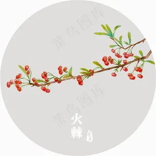 插画植物花火棘