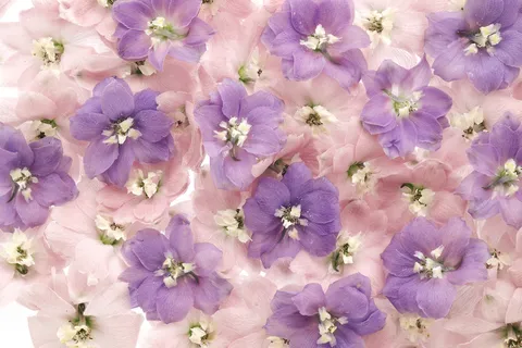 花团锦簇很多紫花 花团锦簇很多紫花