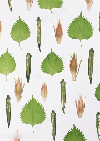 新鲜蔬菜秋葵高清素材