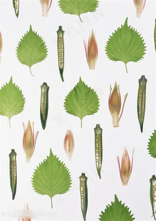 新鲜蔬菜秋葵高清素材